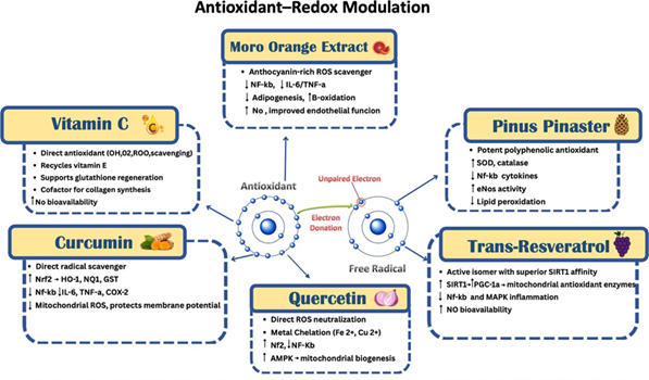 Polifenóis antioxidantes do LipeCoffee vitamina C curcumina quercetina laranja Moro Pinus pinaster trans-resveratrol