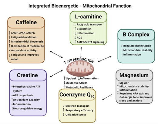 Ação bioenergética e mitocondrial do LipeCoffee para lipedema com cafeína carnitina creatina CoQ10 magnésio e complexo B