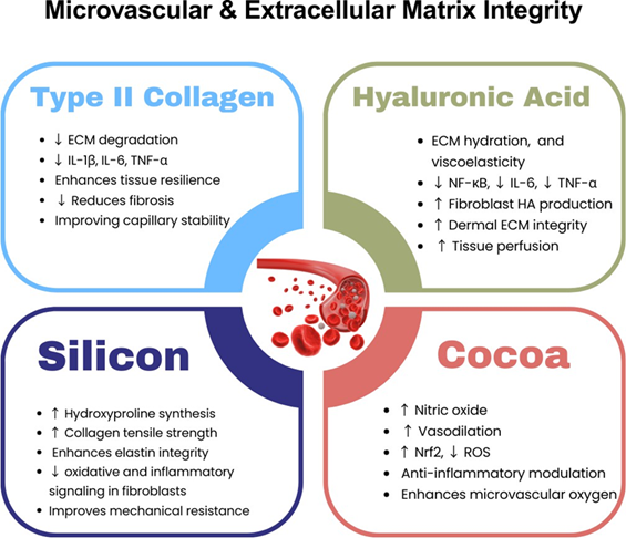 Colágeno tipo II ácido hialurônico silício e cacau do LipeCoffee para fortalecer a matriz extracelular e microcirculação no lipedema